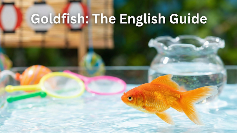 金魚は英語でGoldfish　サムネイル