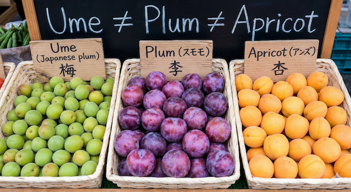 梅、李、杏の比較展示。