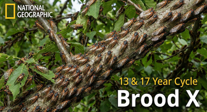 Mass emergence of Periodical Cicadas (Brood X). / 周期ゼミ（Brood X）の大量発生。