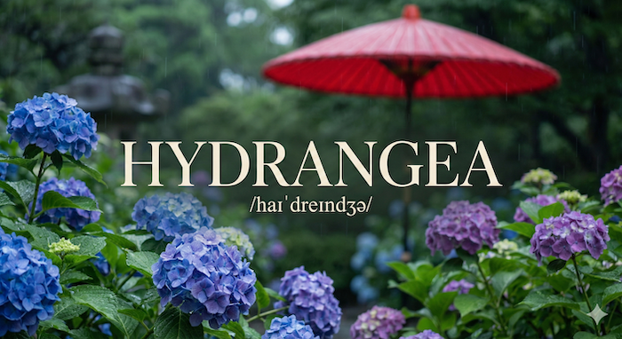 Rainy Japanese garden with hydrangeas. (雨の日本庭園とアジサイ)