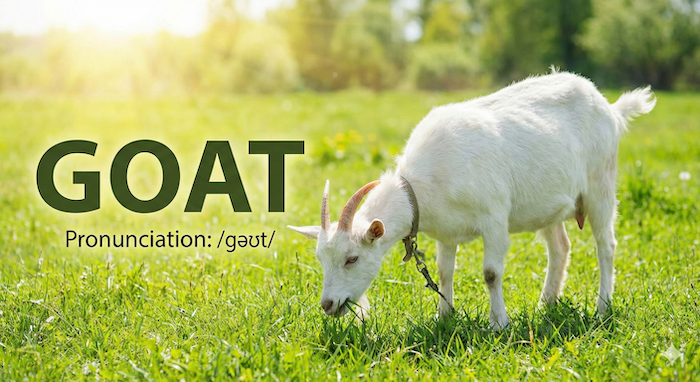 A white goat eating grass / 白いヤギが草を食べている