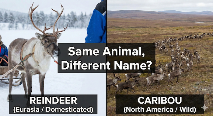 Reindeer vs Caribou comparison. トナカイとカリブーの比較。
