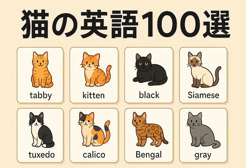 猫の英語100選 サムネイル