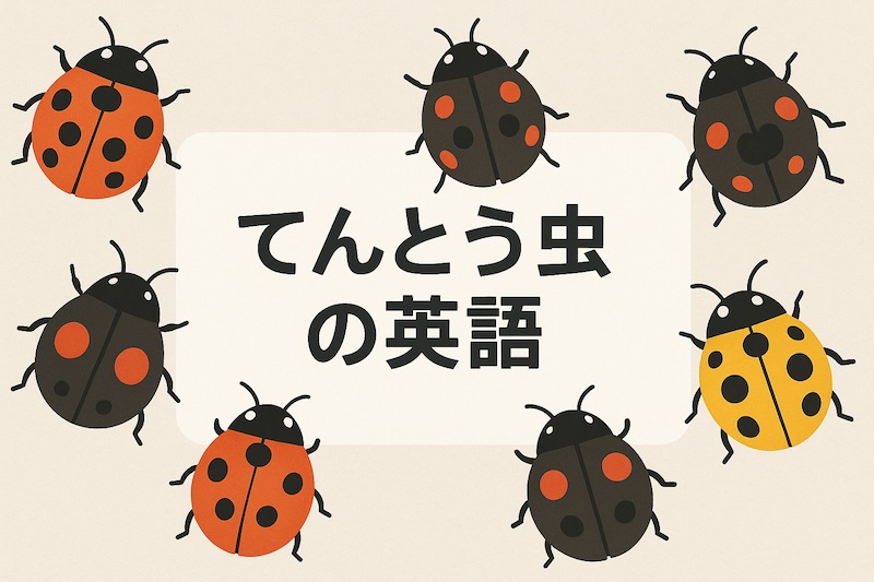 てんとう虫の英語 サムネイル