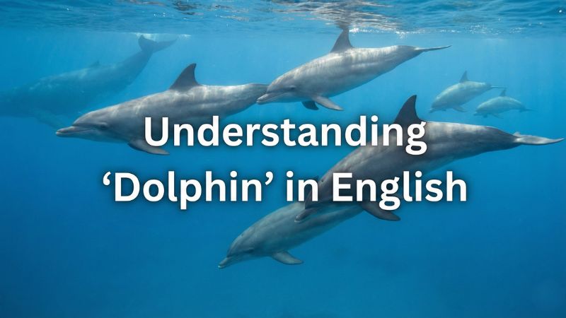 イルカは英語で？サムネイル